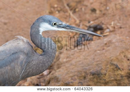 A Pale Western Reef Heron Up Close
