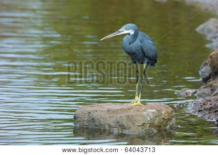 A Western Reef Heron Standing On A Rock Surrounded By Water