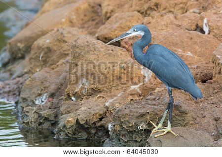 A Western Reef Heron Standing On Rocks Above The Tide Line