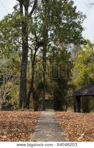 The Concrete Walkway In The Forest