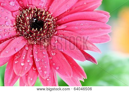 Gerber Daisy