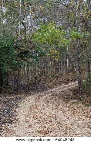 The Walkway In The Forest