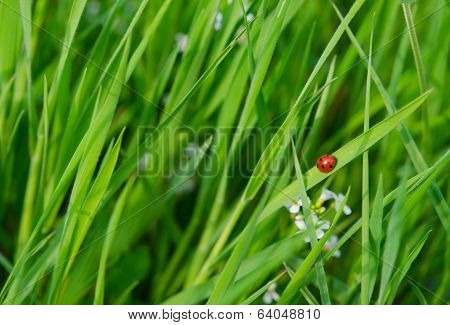 Ladybug