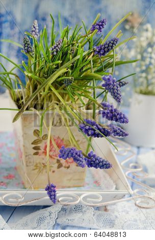 Grape hyacinths in a vase
