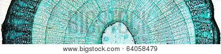 Pine Wood Micrograph
