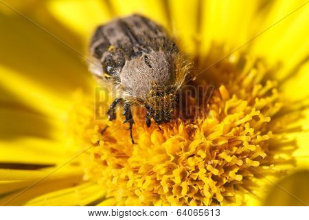 Tropinota Hirta Insect On Yellow Flower Macro