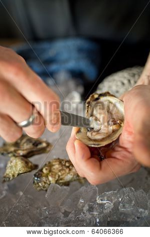 Shucking Oysters