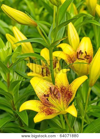 Yellow Lily Flower