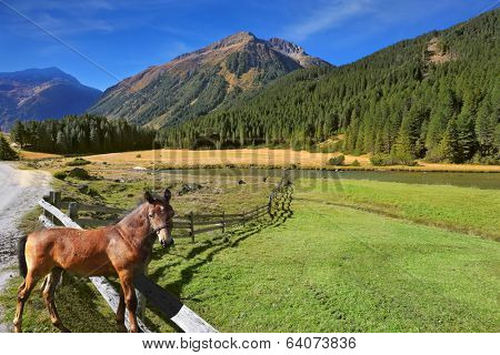  Rural pastoral. Farm fields separated from the dirt road the low fence made Ã?ÃÂ¢??Ã?ÃÂ¢??of logs. Behind the fence stands the rustic horse