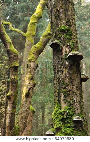 Tree Trunk With Moss And Polypore
