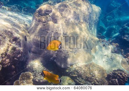 Beautiful View Of Sea Life