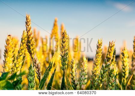 Gold wheat field and blue sky. Ukraine, Europe. Beauty world.