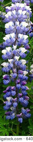 Alaskan Lupine