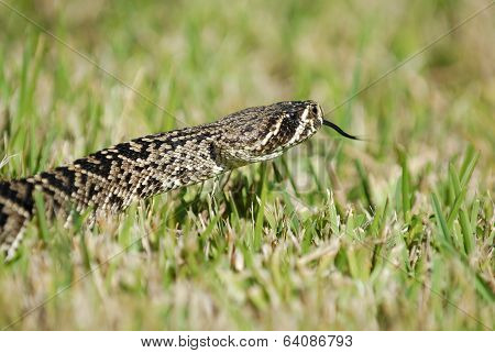 Crotalus Adamanteus