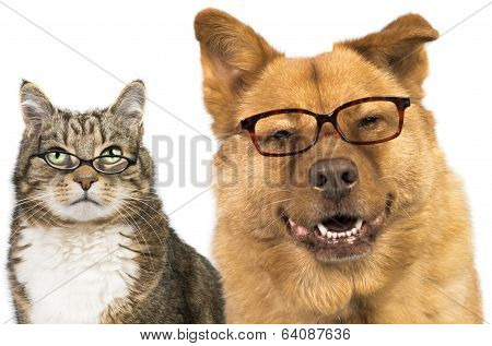 Dog And Cat Wearing Glasses