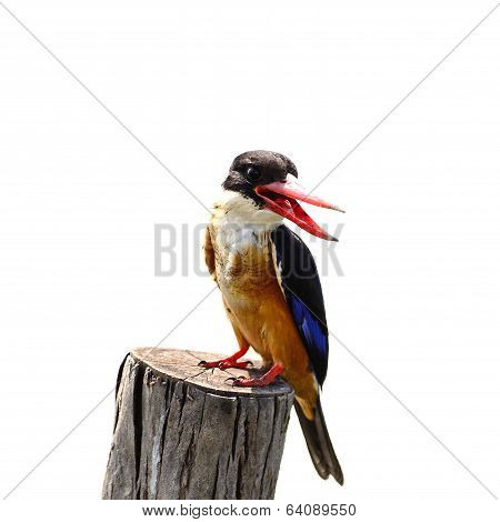 Black-capped Kingfsiher
