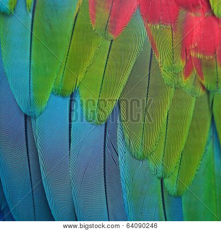Greenwinged Macaw Feathers