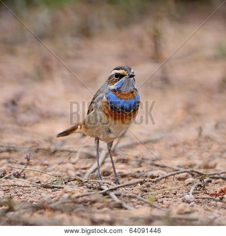 Male Bluethroat