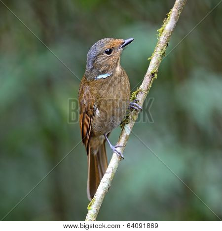 Female Large Niltava