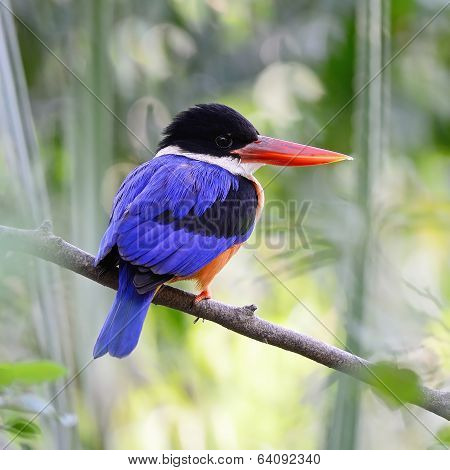 Black-capped Kingfisher