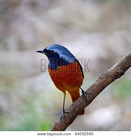 Male Daurian Redstart