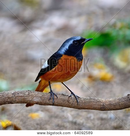 Male Daurian Redstart