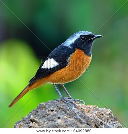 Male Daurian Redstart