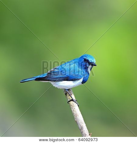 Male Ultramarine Flycatcher