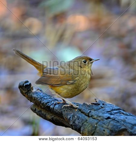 Female Of White-bellied Redstart