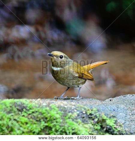 Female Rufous-bellied Niltava