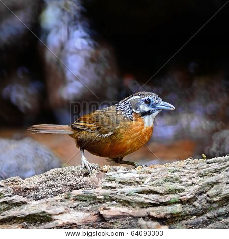 Spot-necked Babbler