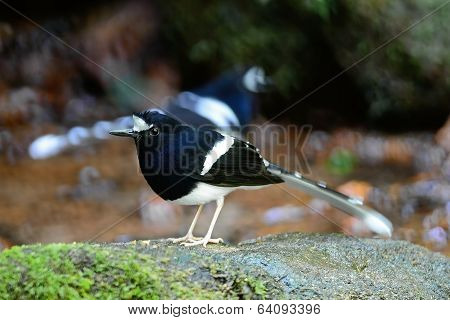 White-crowned Forktail
