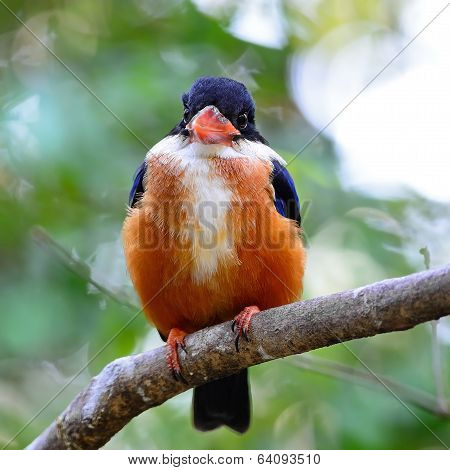 Black-capped Kingfisher