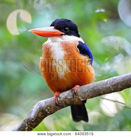 Black-capped Kingfisher