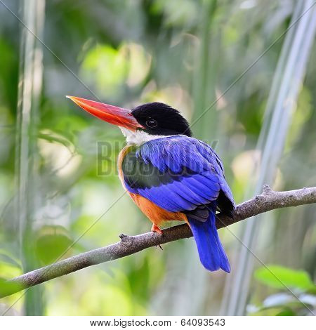 Black-capped Kingfisher