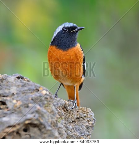 Male Daurian Redstart