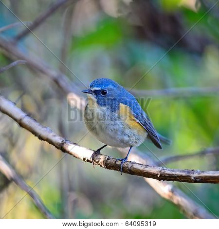 Male Red-flanked Bluetail
