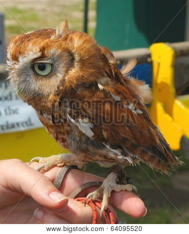 Tawny Owl Chick