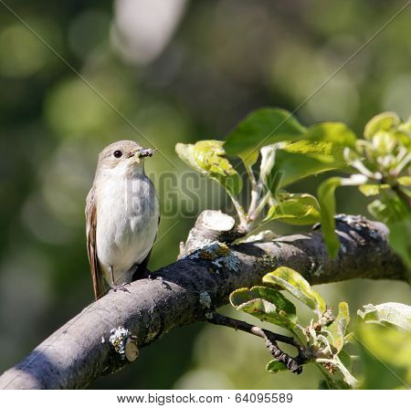 A female flycatcher sits on a twig.