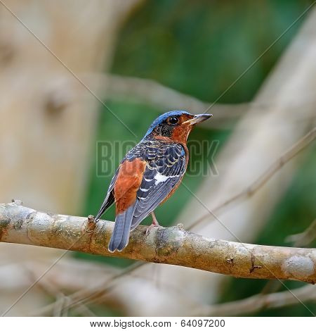 Male White-throated Rock-thrush