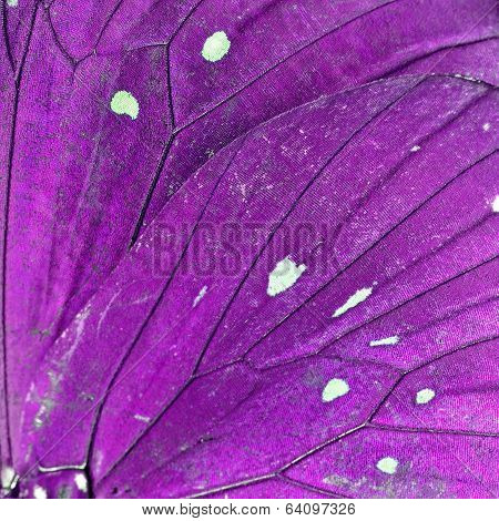 Butterfly Wing