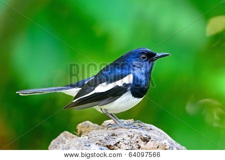 Male Oriental Magpie Robin