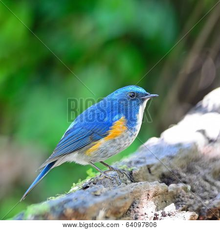 Male Himalayan Bluetail