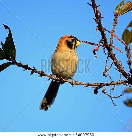 Spot-breasted Parrotbill