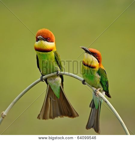 Chestnut-headed Bee-eater