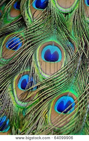 Male Green Peacock Feathers