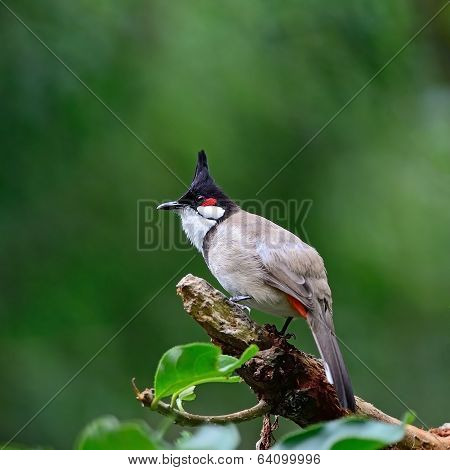 Red-whiskered Bulbul