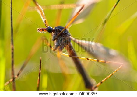 mayfly