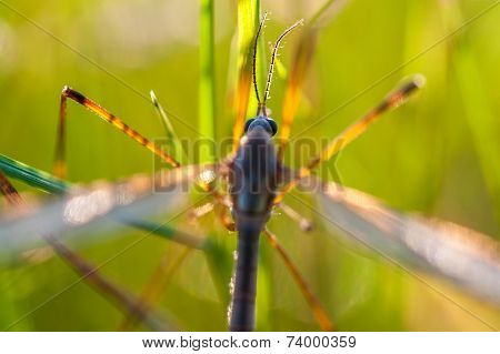 mayfly
