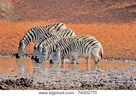Zebras Drinking Water